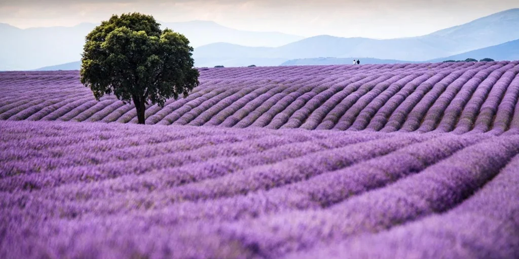 La Junta subraya la repercusión económica, social y cultural que ha tenido la lavanda para Guadalajara