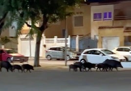 Una piara de jabalíes campa a sus anchas por las calles de Huércal de Almería