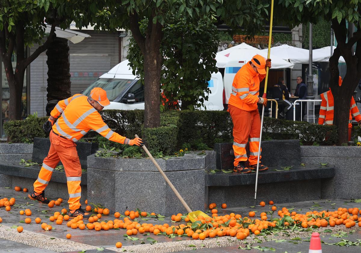 Trabajadores de Sadeco recogiendo naranjas en la plaza de las Tendillas