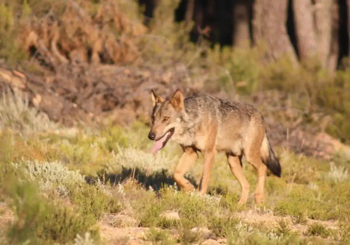 Un ejemplar de lobo ibérico en una imagen de archivo.