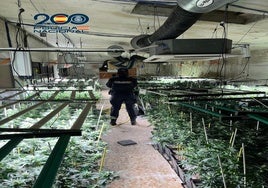 La Policía Nacional desmantelado un centro de cultivo de marihuana en una nave industrial de Sonseca