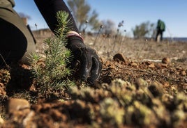 Jornada de voluntariado el 30 de noviembre en Almonacid para plantar 570 ejemplares de especies autóctonas