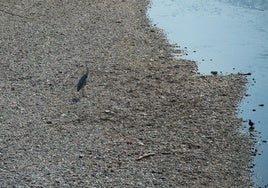Localizado un cadáver en descomposición en el río Besós en Santa Coloma (Barcelona)