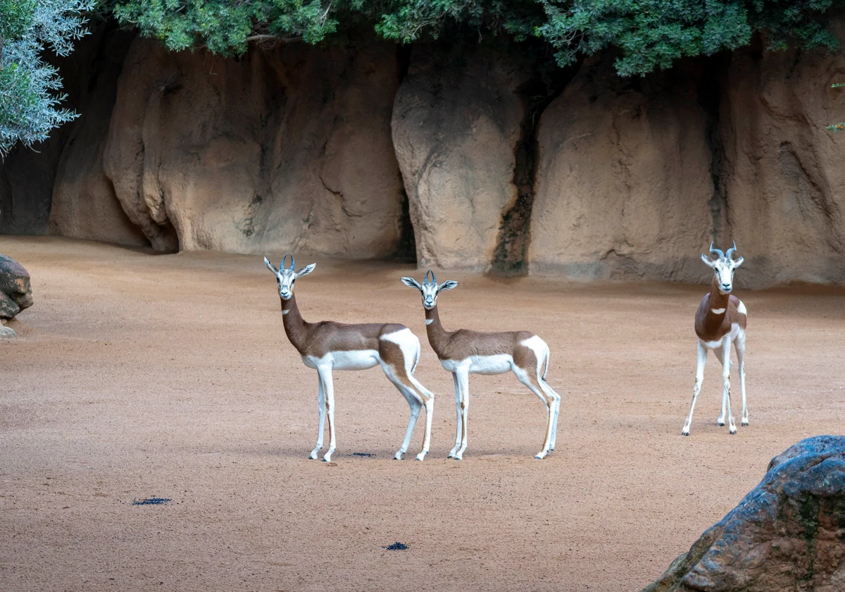 Tres gacelas Mhorr en la sabana africana de Bioparc Valencia