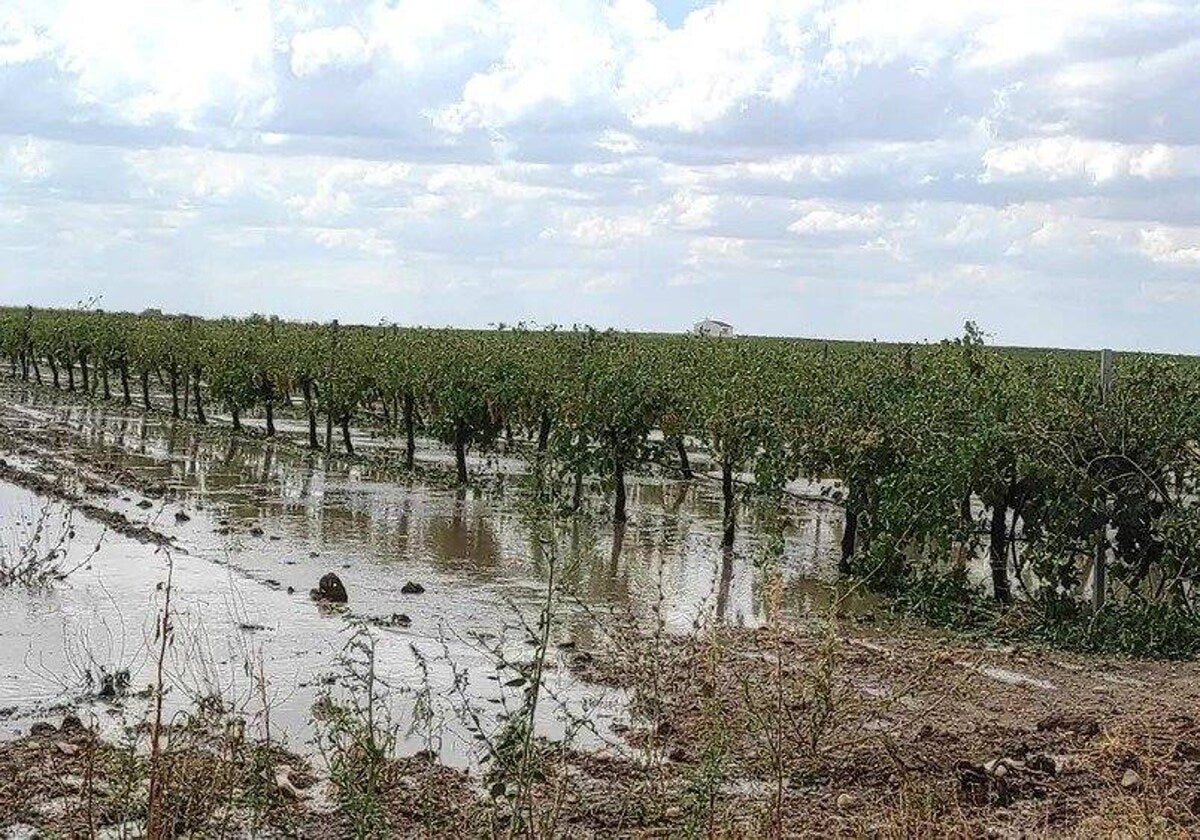 Agroseguro comenzará la semana que viene a peritar las explotaciones dañadas por la DANA en Mira y Letur