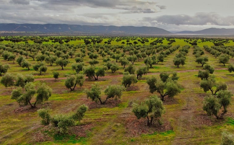 Imagen - Los secretos del mejor aceite de oliva virgen extra del mundo, hecho en Ciudad Real con una variedad única