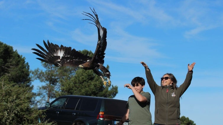 Devuelven a su medio natural a cinco rapaces recuperadas en el CERI de Sevilleja de la Jara, dos nacidas en cautividad