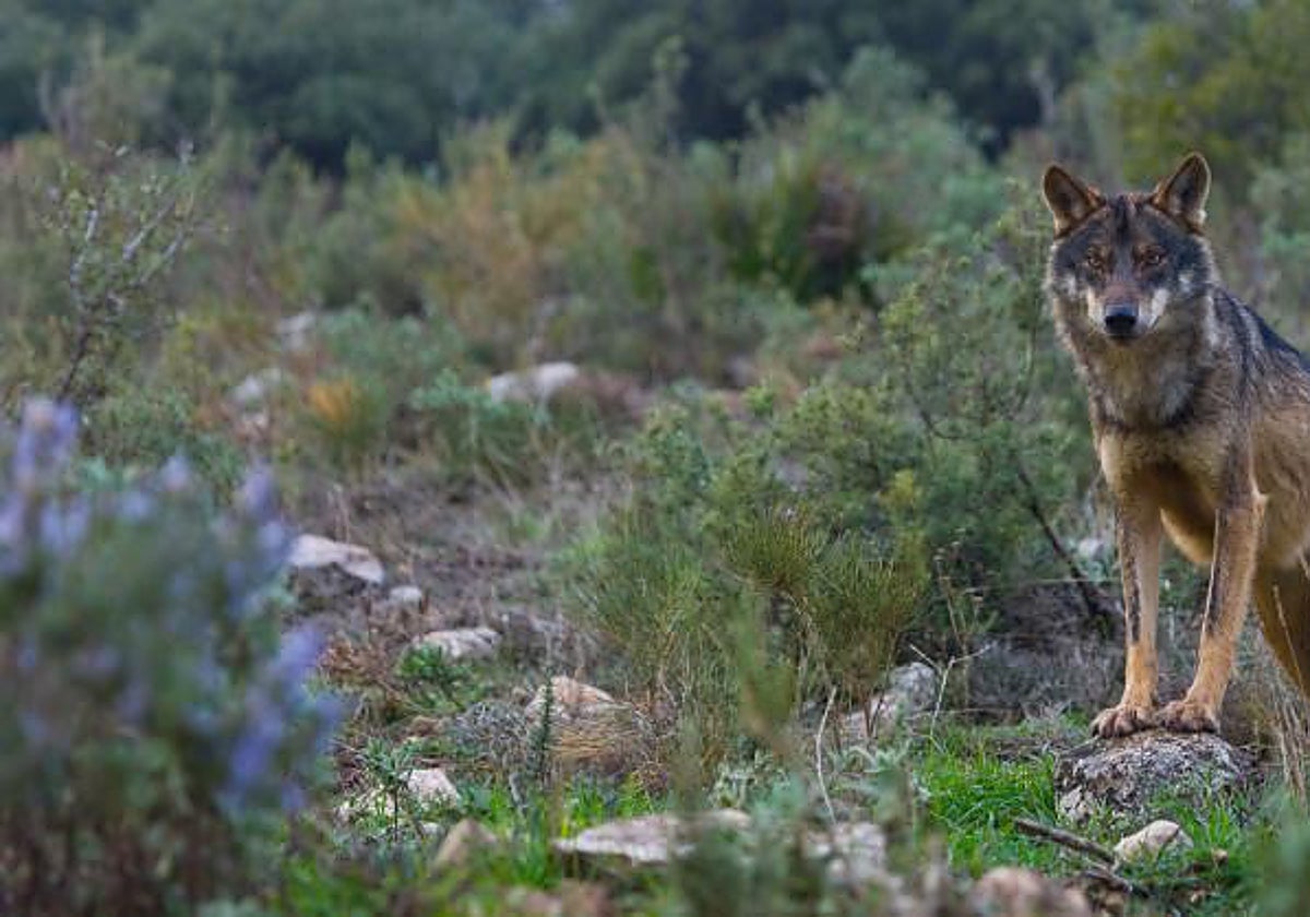 En los montes gallegos habitan 93 manadas de lobo confirmadas, un 37% más que hace veinte años