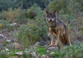 Los ganaderos alertan: «Galicia suma más lobos ya que Portugal, Francia y Alemania juntos»