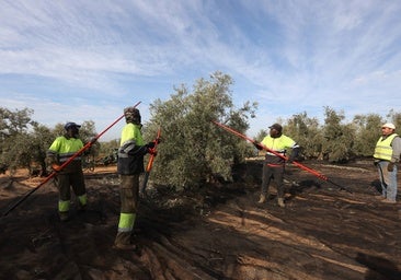 El arranque de la campaña del olivar en Córdoba deja ya 60.667 toneladas de aceite