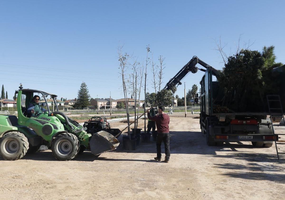 Trabajos de colocación de árboles en el futuro paque de la Arruzafilla