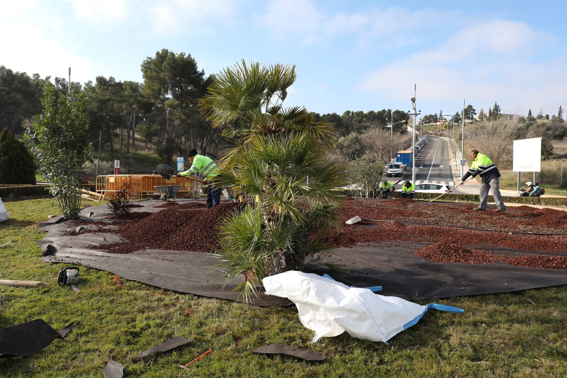 Una palmera, un olivo y un laurel, nueva plantación en la avenida de Madrid