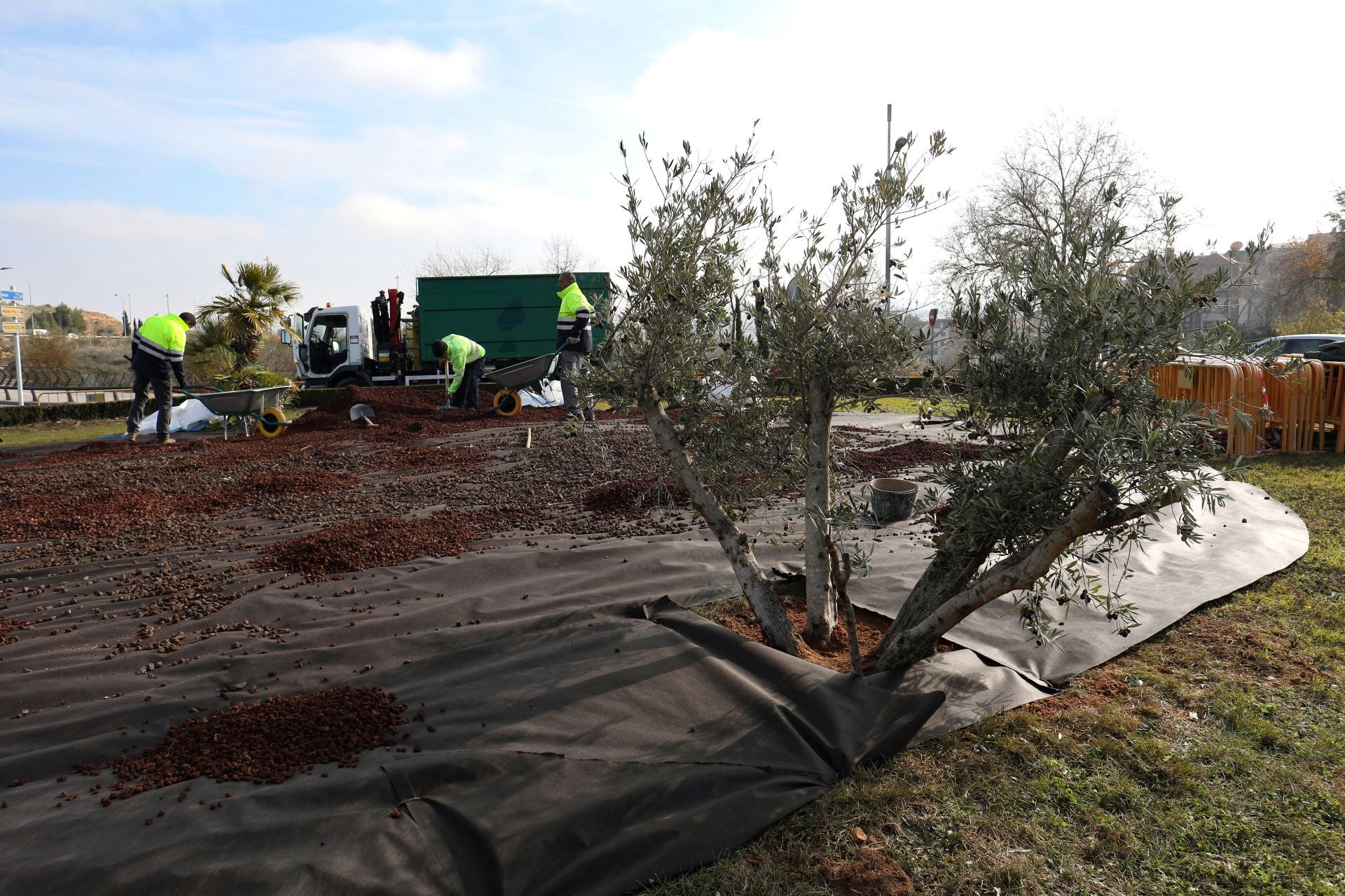 Una palmera, un olivo y un laurel, nueva plantación en la avenida de Madrid