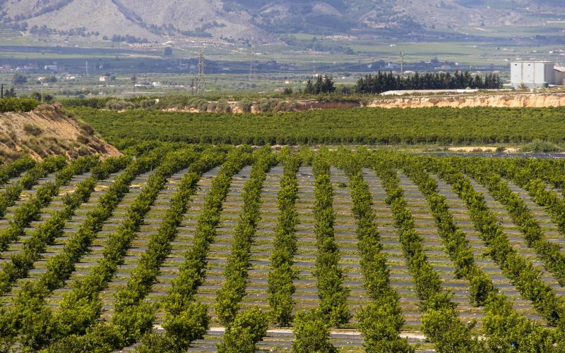 La despensa de Europa se va de España a Marruecos y Sudamérica por los recortes al trasvase Tajo-Segura y Mercosur