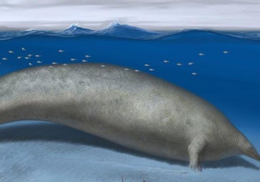 Una investigación sobre un cetáceo de Perú, que podría ser el animal de mayor peso conocido, premiada por Dinópolis