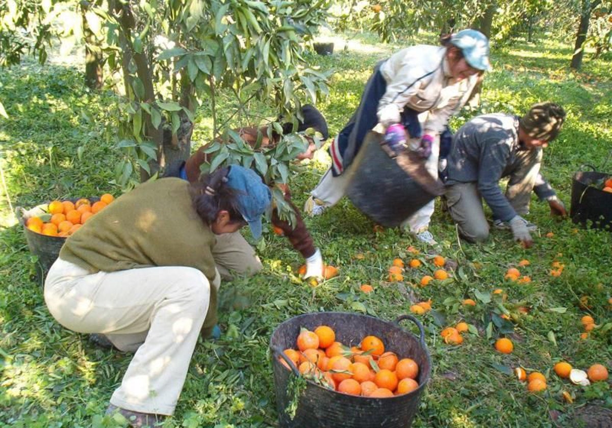 Trabajadores en la recolección de naranjas en una imagen de archivo