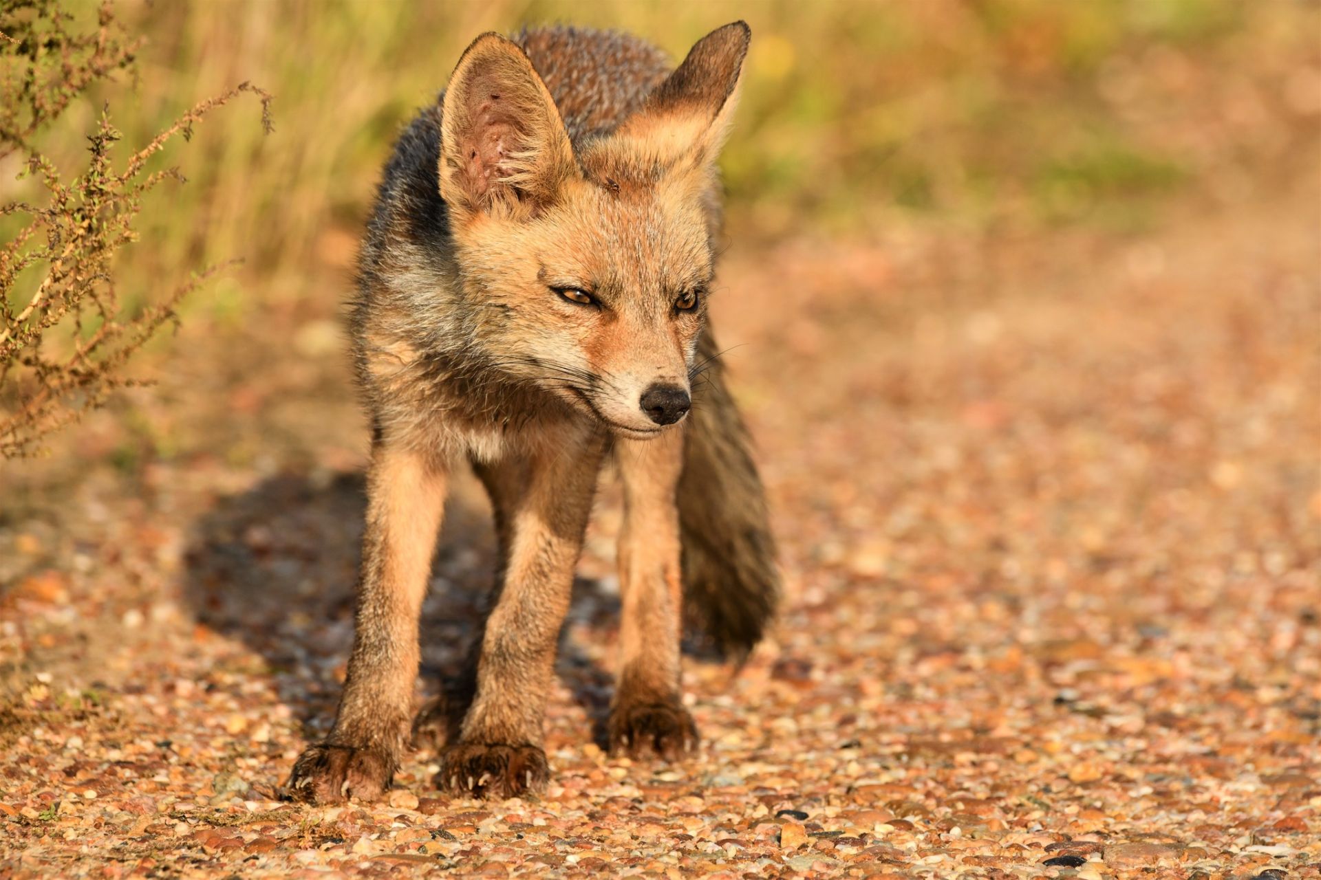 Las mejores fotos del año de la Naturaleza andaluza, por Carlos Romero