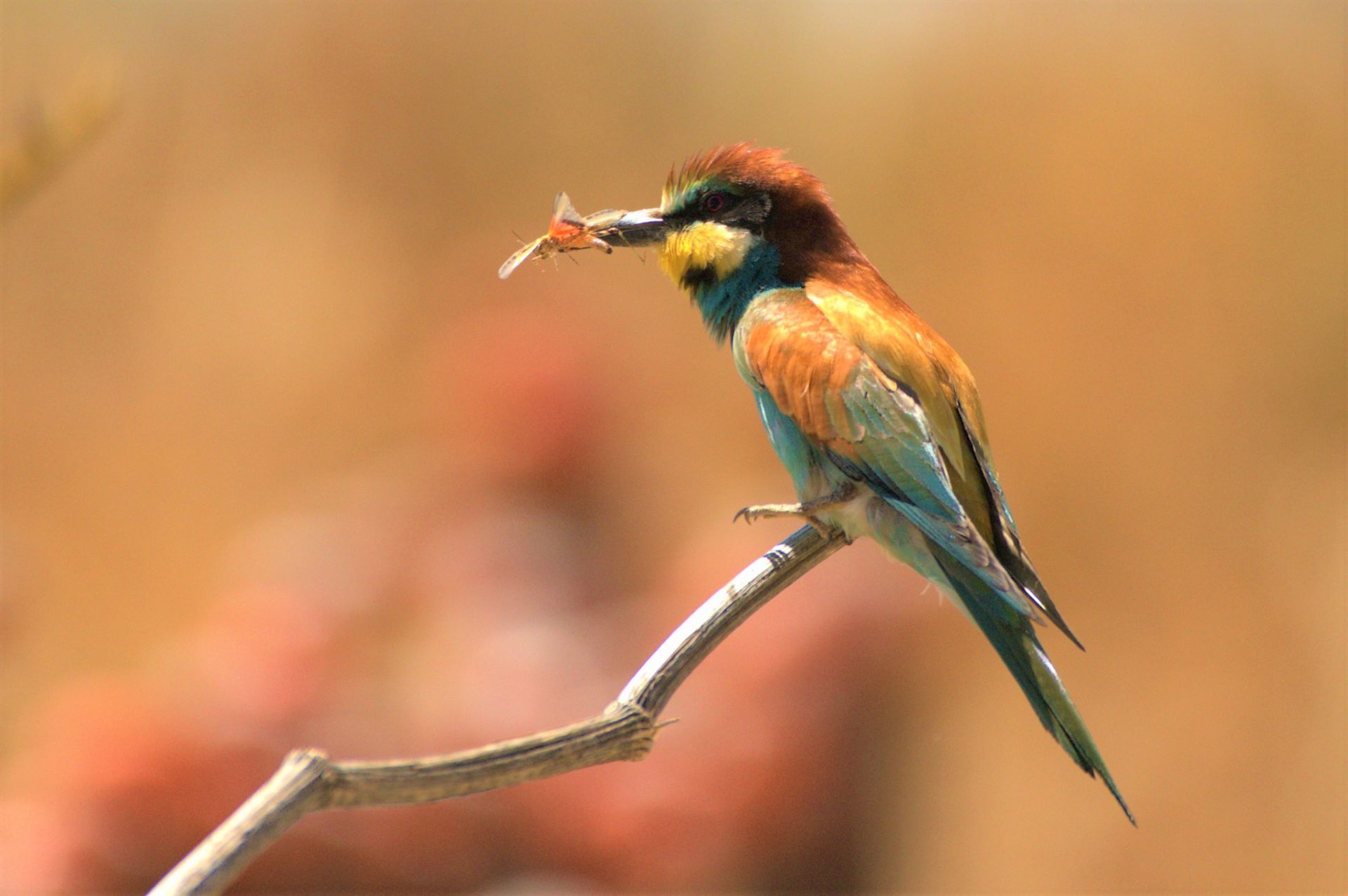 Las mejores fotos del año de la Naturaleza andaluza, por Carlos Romero