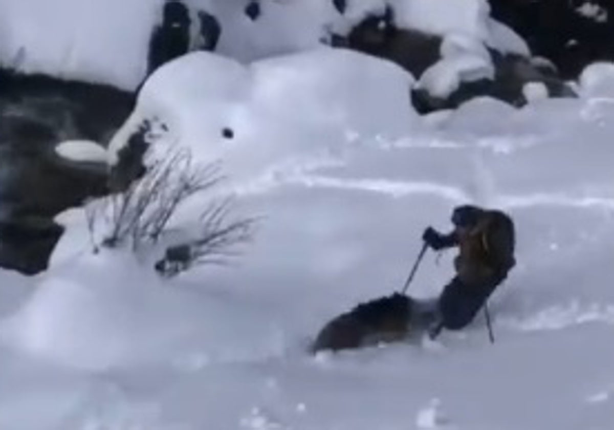 El momento en que el animal embiste al hombre sin que pueda defenderse, en plena nieve