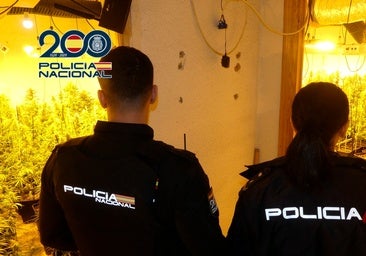 Un 'soplo' vecinal y el continuo trasiego de desconocidos permiten destapar dos sofisticados cultivos de marihuana en Alicante