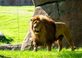 La magia de «Mufasa: El Rey León» cobra vida en Bioparc Valencia