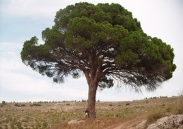 El Pino de Juan Molinera, en Abenjibre, elegido árbol de España en 2025