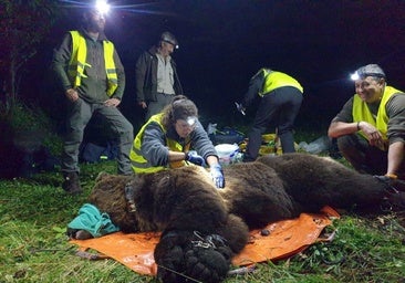 Desbroces, colmenas protegidas y árboles frutales para mantener a los osos en el monte