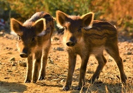 Las mejores fotos del año de la Naturaleza andaluza, por Carlos Romero