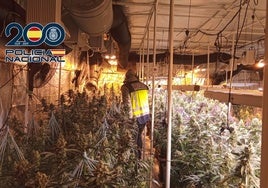 Cae un grupo criminal dedicado al narcotráfico con más de mil plantas de marihuana en Valencia