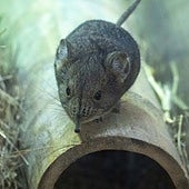 Bioparc Valencia forma la única pareja de España de la peculiar musaraña elefante para que pueda reproducirse