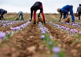 La cosecha de azafrán sube un 19,65% respecto a la de 2023, pero sigue estando por debajo (36,4%) de la media 2013-2023