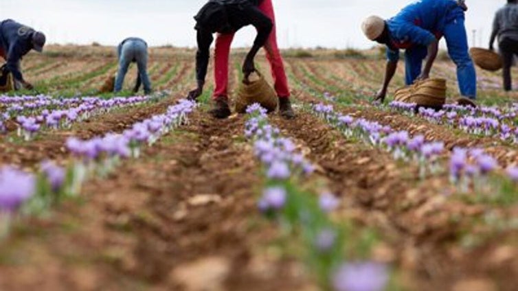 La cosecha de azafrán sube un 19,65% respecto a la de 2023, pero sigue estando por debajo (36,4%) de la media 2013-2023