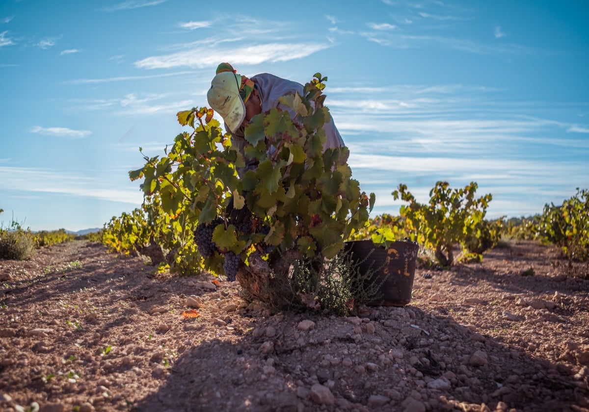 Viñedos de la DOP Jumilla con la cosecha