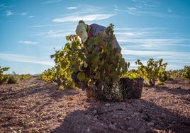 La DOP Jumilla registra la vendimia con menos producción de la historia