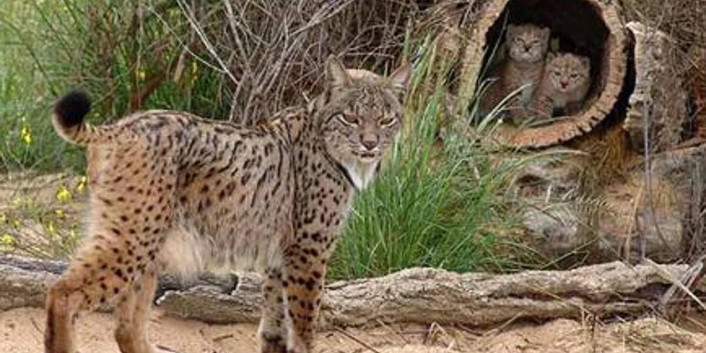 Fundación Artemisan inicia las charlas sobre el lince ibérico de Life Lynxconnect en Castilla-La Mancha