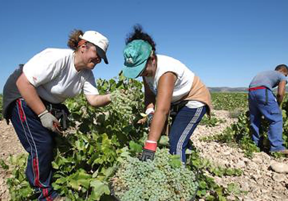 Castilla-La Mancha estudiará una posible medida de arranque del viñedo, aunque «muy quirúrgica»