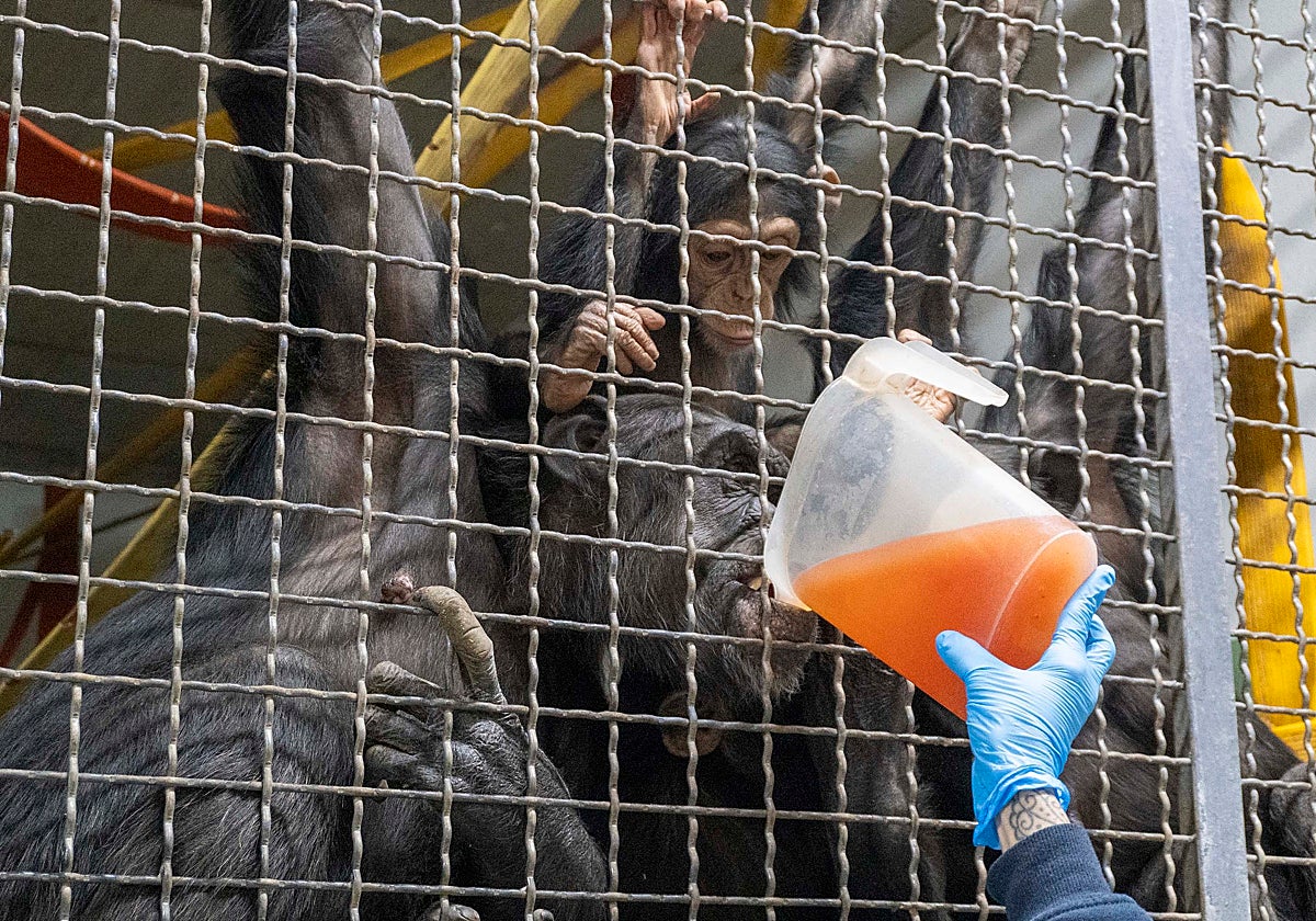 Caldos calientes para los chimpancés en sus cobijos calefactados en Bioparc Valencia