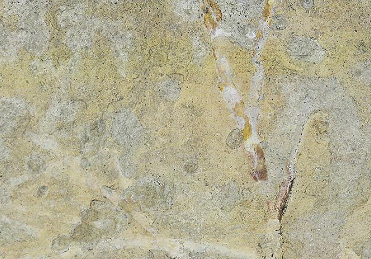 Rama de conífera del género Frenelopsis parcialmente carbonizada de Mosqueruela (Teruel)