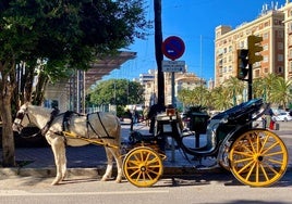 Adiós a los coches de caballos en Málaga: «Me voy de aquí con una mano delante y otra detrás»