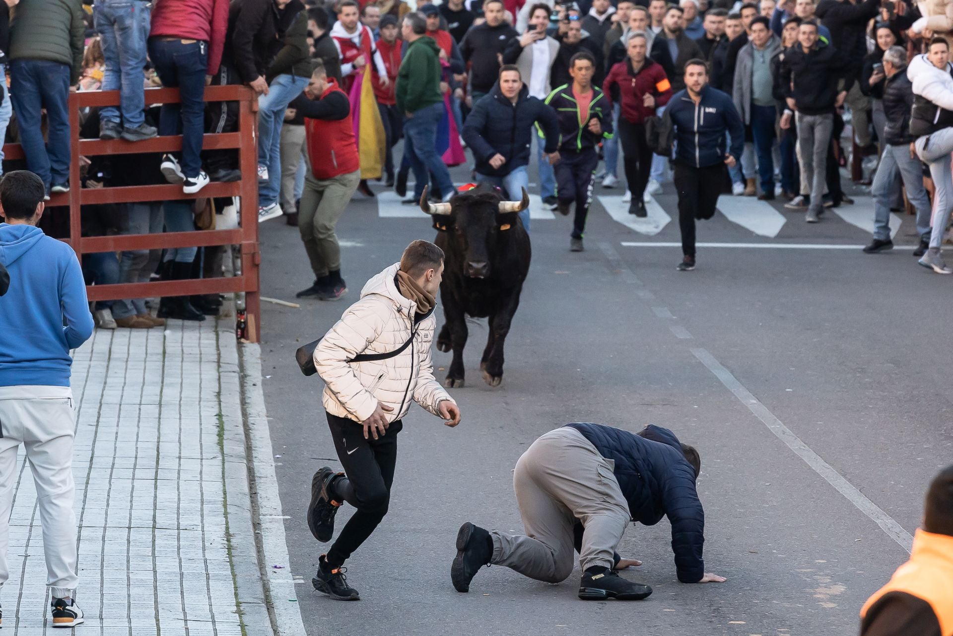 El Toro de San Sebastián sirve de aperitivo del Carnaval en Ciudad Rodrigo