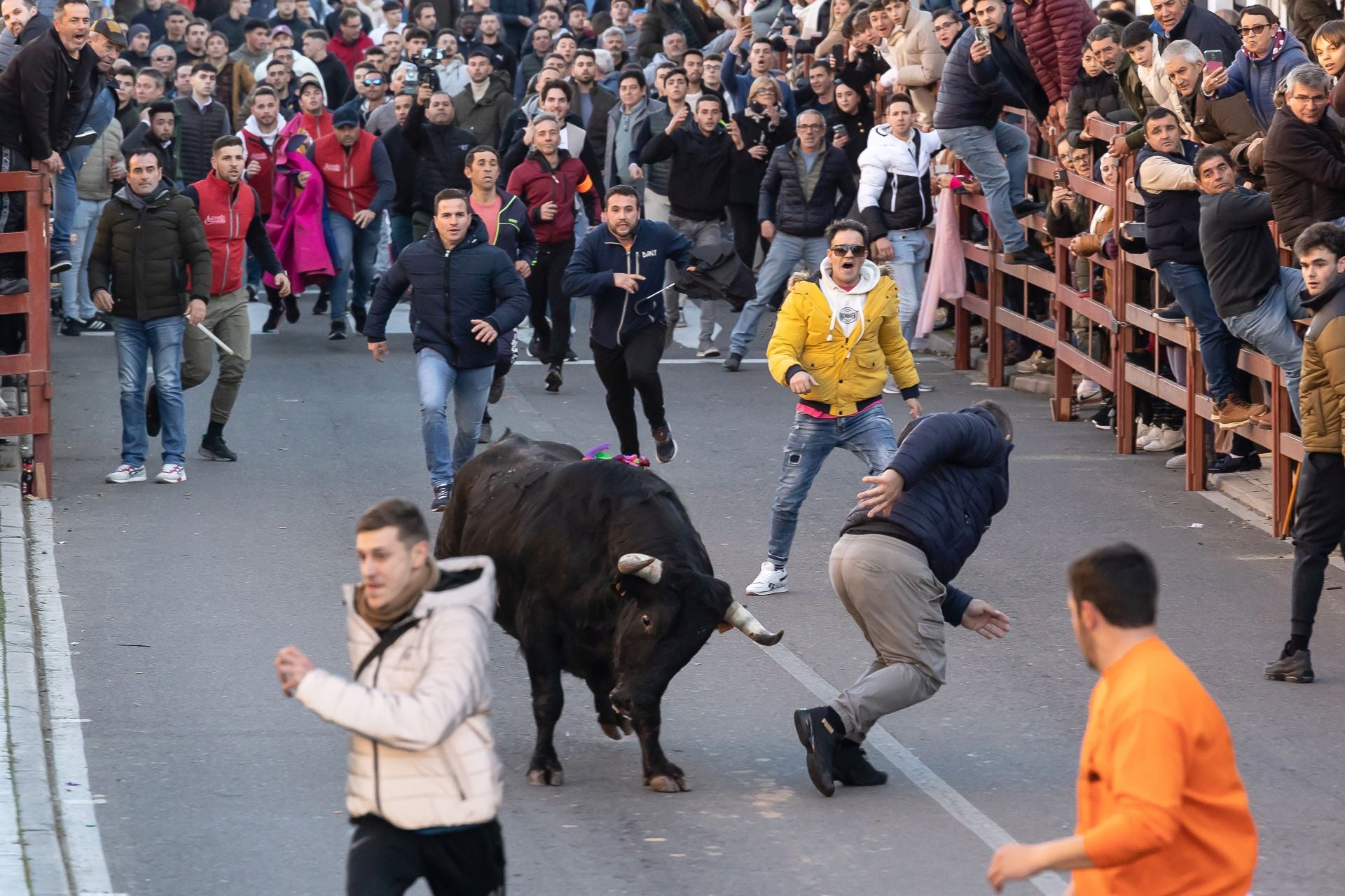 El Toro de San Sebastián sirve de aperitivo del Carnaval en Ciudad Rodrigo