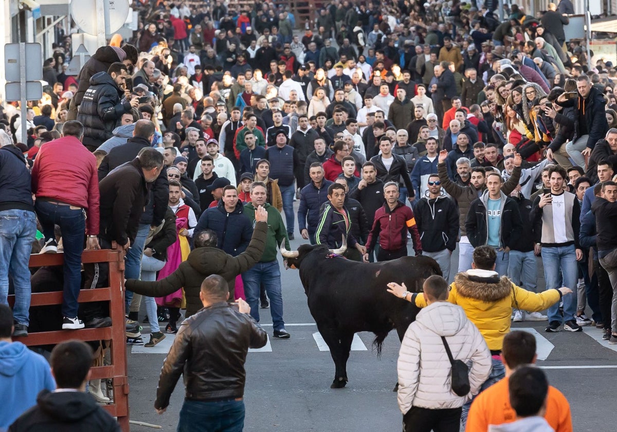 Celebración este sábado del Toro de San Sebastián en Ciudad Rodrigo