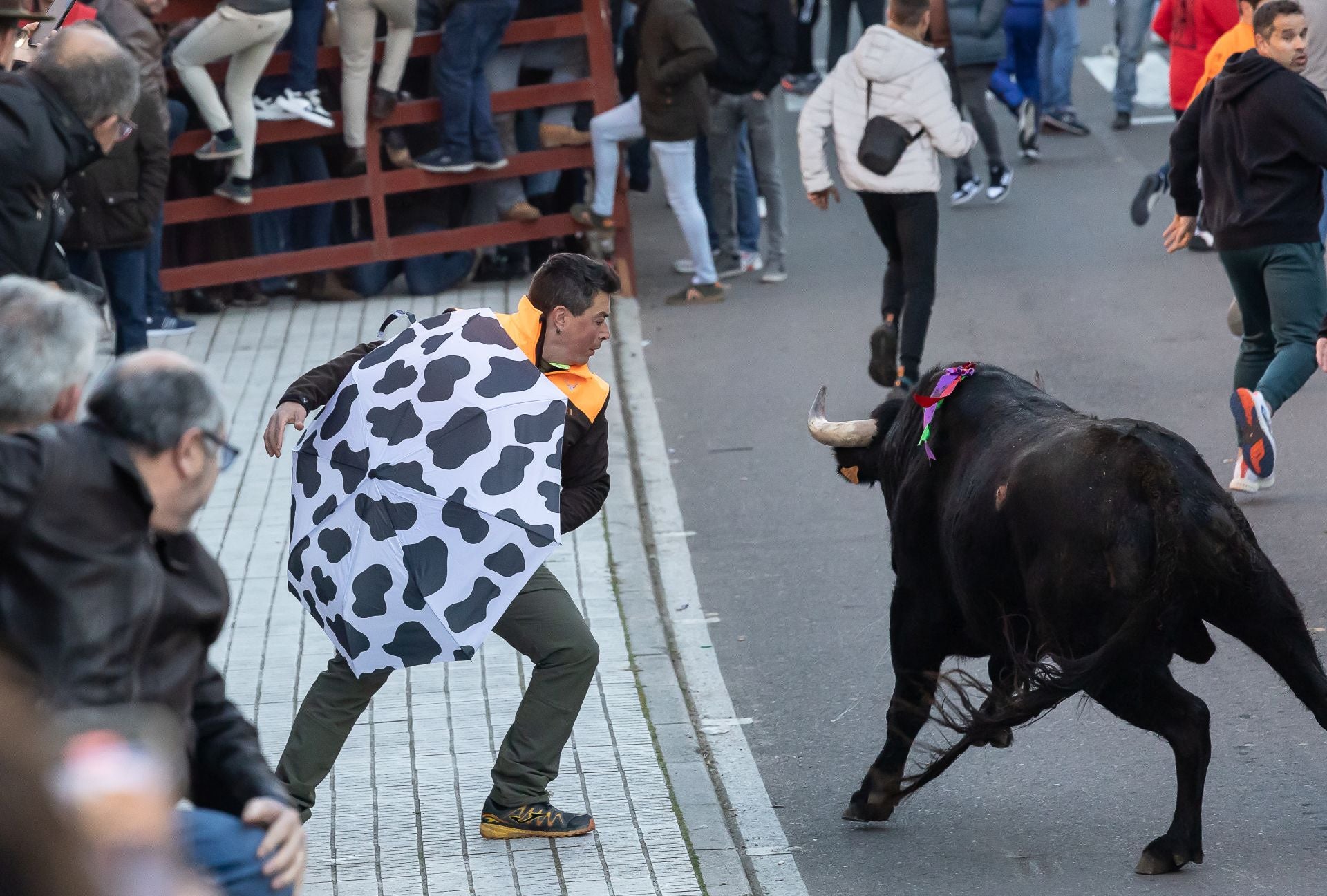 El Toro de San Sebastián sirve de aperitivo del Carnaval en Ciudad Rodrigo