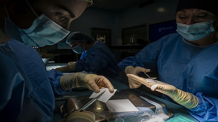 Los 115 trasplantes de órganos en 2024 suponen un 4,5% más que el año anterior: el 76% son de riñón