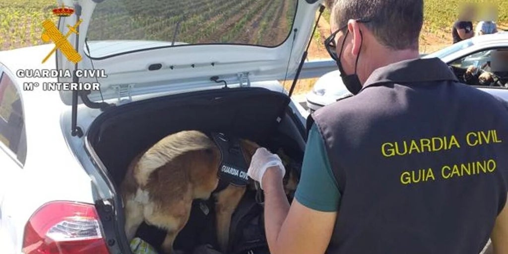 Rayo, el perro antidroga de la Guardia Civil que ha propiciado la detención de un hombre con 35 kilos de hachís en Albacete