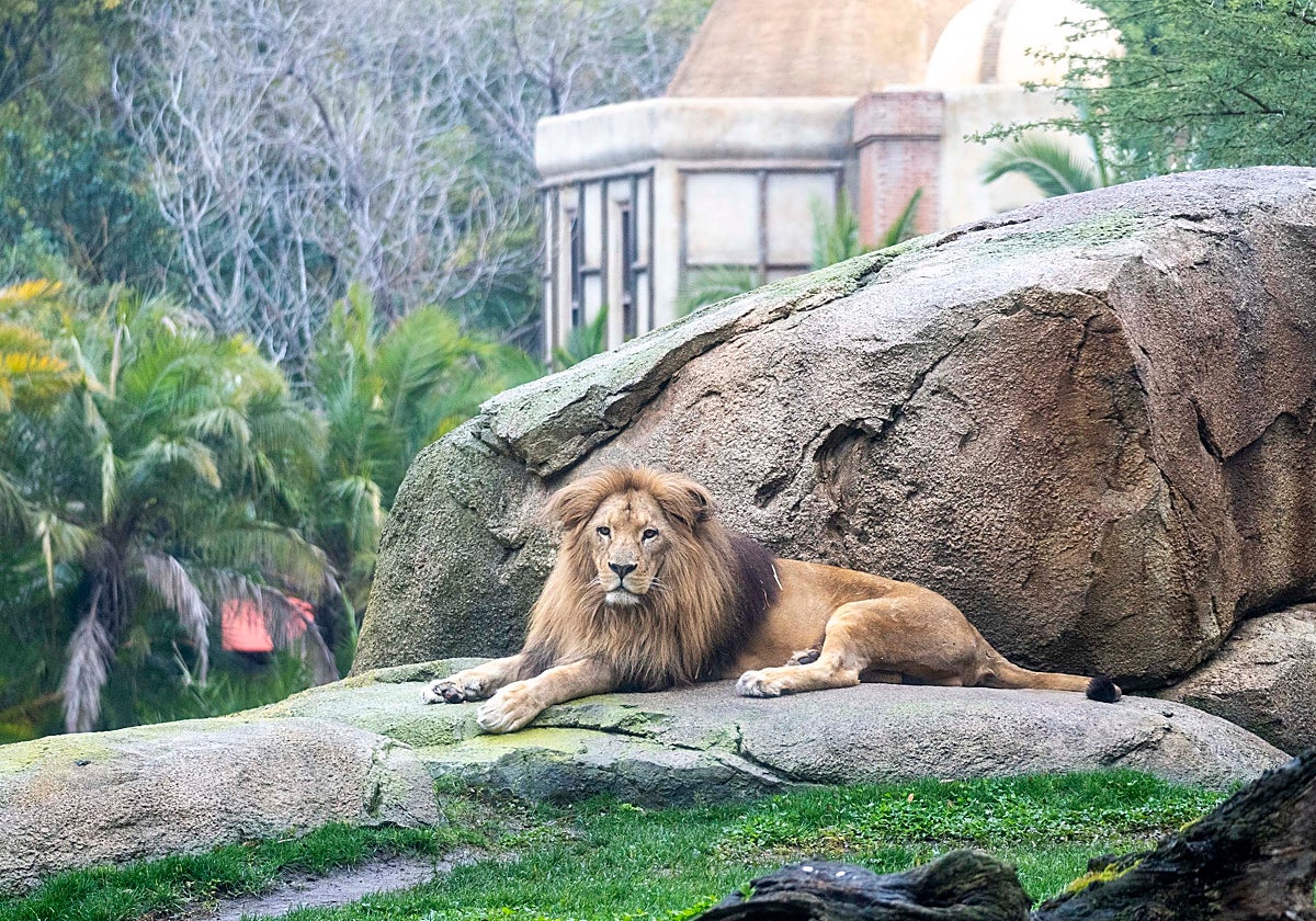 Lubango, el macho de león en la sabana africana de Bioparc Valencia