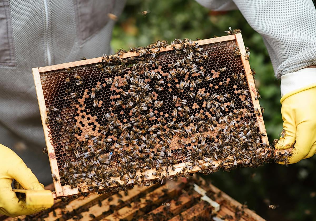 Imagen de archivo de un apicultor con un panal de miel