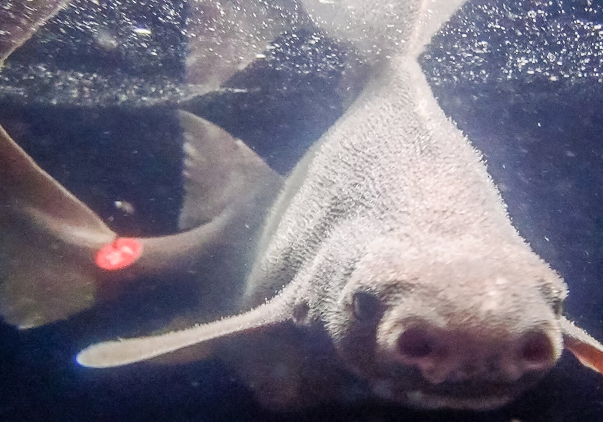 Uno de los tiburones de profundidad tras ser capturados accidentalmente con un identificador en la aleta