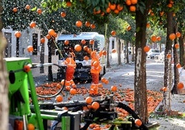 La recogida de naranjas en las calles de Córdoba, en imágenes