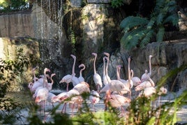 Doble conmemoración medioambiental en Bioparc Valencia por el Día del Árbol y el de los Humedales